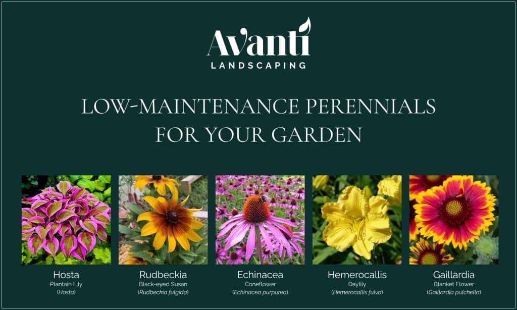 All you need to know about low maintenance perrenials gathered by Avanti Landscaping gardening experts