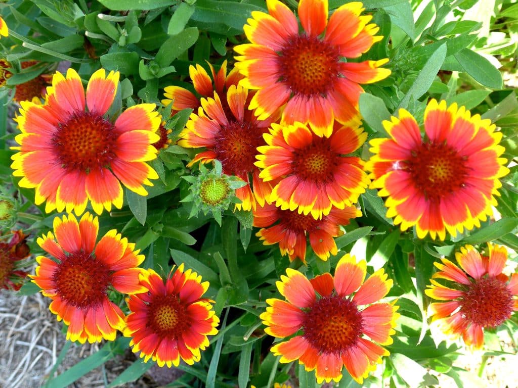 Gaillardia