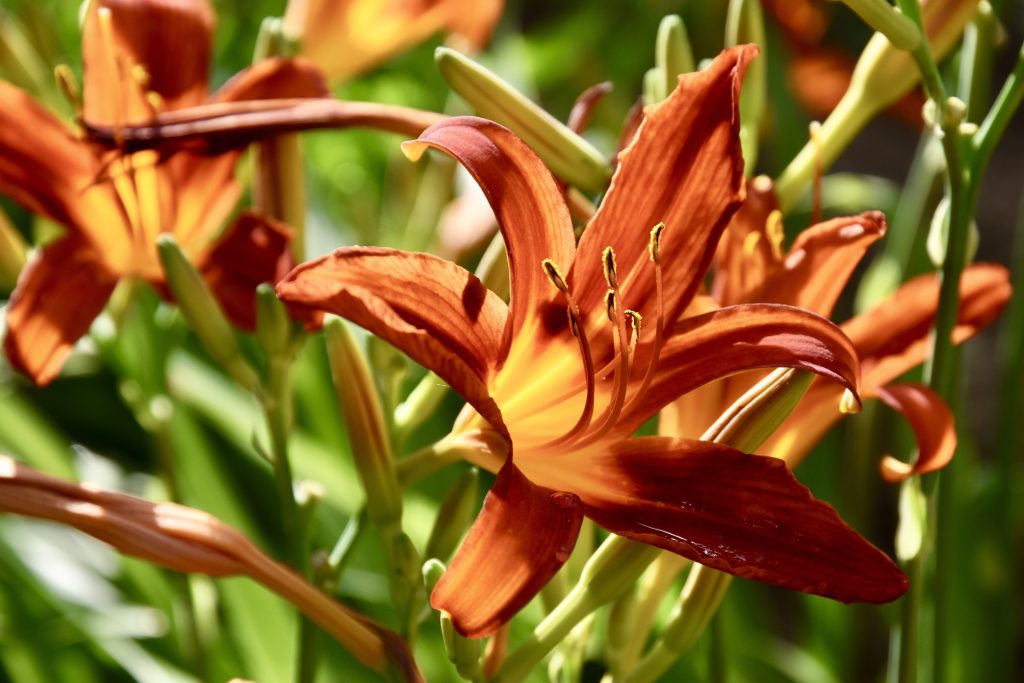 Hemerocallis