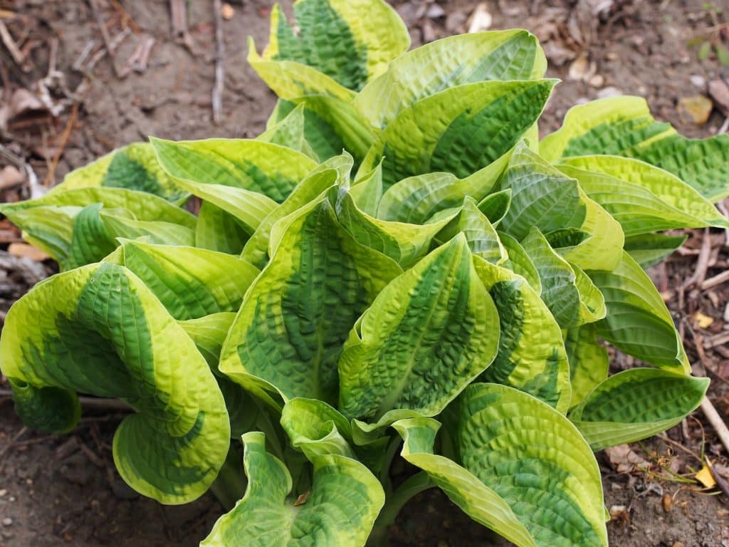 Hosta