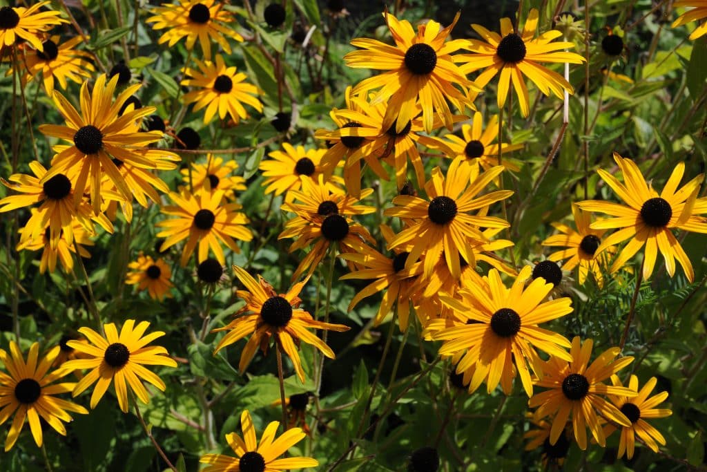 Rudbeckia